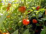 Physalis pruinosa | Ground Cherry | Strawberry Husk Tomato | 20_Seeds