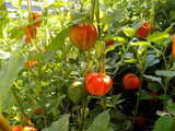 Physalis pruinosa | Ground Cherry | Strawberry Husk Tomato | 20_Seeds