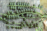 Pinanga dicksonii | 5_Seeds