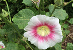 Alcea rosea Halo Pink Perfection | Hollyhock | 10_Seeds