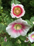 Alcea rosea Halo Pink Perfection | Hollyhock | 10_Seeds