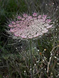 Daucus carota | Pink Queen Annes Lace | Birds Nest | 50_Seeds