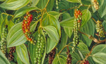 Piper nigrum | Black Pepper Corn | 20_Seeds