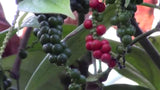 Piper nigrum | Black Pepper Corn | 20_Seeds