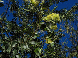 Pithecellobium dulce | Madras Thorn | Manilla Tamarind | Camachile | 5_Seeds