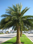 Phoenix sylvestris | India Date Palm | 5_Seeds