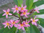 Plumeria rubra | Red Frangipani | Nosegay | Pagoda Tree | Temple Flower| 5_Seeds