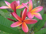Plumeria rubra | Red Frangipani | Nosegay | Pagoda Tree | Temple Flower| 5_Seeds