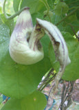 Aristolochia pohliana x galatea F2 | 100_Seeds