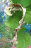Aristolochia pohliana x galatea F2 | 100_Seeds