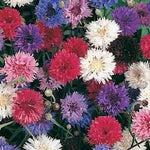 Centaurea cyanus Polka Dot Mix | Bachelors Button | Cornflower | 20_Seeds