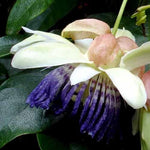 Passiflora popenovii | Granadilla de Quijos | 5_Seeds