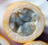 Passiflora popenovii | Granadilla de Quijos | 5_Seeds