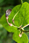 Aristolochia pothieri | 10_Seeds