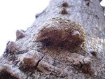 Zanthoxylum clava-herculis | Hercules Club | Prickly Ash | 20_Seeds