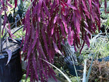 Pseudorhipsalis ramulosa | Red Rhipsalis | Mistletoe Cactus | 20_Seeds