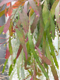 Pseudorhipsalis ramulosa | Red Rhipsalis | Mistletoe Cactus | 20_Seeds