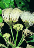 Pseudosamanea guachapele | Higo Amarillo | White Lara | 10_Seeds