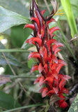 Pitcairnia squarrosa colorata | 10_Seeds