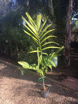 Ptychosperma elegans | Elegant Solitaire Palm | 10_Seeds