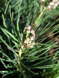 Asclepias pumila | Low Milkweed | Plains Milk Weed | 10_Seeds
