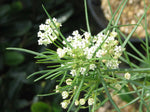 Asclepias pumila | Low Milkweed | Plains Milk Weed | 10_Seeds