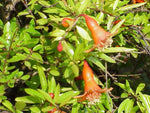 Punica Granatum Nana | Dwarf Pomegranate | 20_seeds
