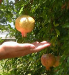 Punica granatum White Pomegranate | 5_Seeds