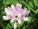Securigera varia | Coronilla | Purple Crown Vetch | 50_Seeds