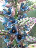 Puya alpestris | Sapphire Tower | Bromeliad | 20_Seeds