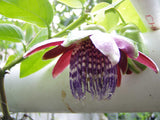 Passiflora quadrangularis | Giant Granadilla | Barbadine | Tumbo | 10_Seeds