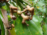 Hovenia dulcis | Japanese Raisin Tree | Honey-Tree | 20_Seeds