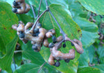 Hovenia dulcis | Japanese Raisin Tree | Honey-Tree | 20_Seeds