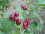 Rauvolfia tetraphylla | Be Still Tree | Devil Pepper | 10_Seeds