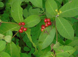 Rauvolfia tetraphylla | Be Still Tree | Devil Pepper | 10_Seeds