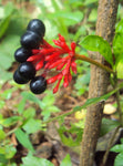 Rauvolfia serpentina | Indian Snakeroot | Devil Pepper | 10_Seeds