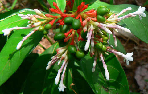 Rauvolfia serpentina | Indian Snakeroot | Devil Pepper | 10_Seeds