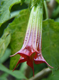 Brugmansia sanguinea Red | Eagle Tree | Mountain Angel Trumpet | 12_inch_Plant