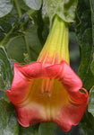 Brugmansia sanguinea Red | Eagle Tree | Mountain Angel Trumpet | 12_inch_Plant
