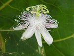 Passiflora resticulata | 10_Seeds