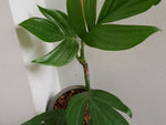 Rhaphidophora decursiva | Creeping Philodendron | Shingle Plant | 20_Seeds
