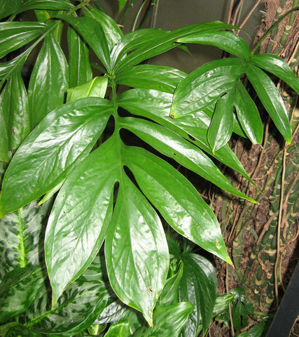 Rhaphidophora decursiva | Creeping Philodendron | Shingle Plant | 20_Seeds