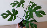 Rhaphidophora tetrasperma | Mini Monstera | Ginny Philodendron | 20_Seeds