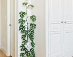 Rhaphidophora tetrasperma | Mini Monstera | Ginny Philodendron | 20_Seeds