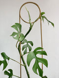 Rhaphidophora tetrasperma | Mini Monstera | Ginny Philodendron | 20_Seeds