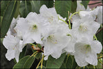 Rhododendron griffithianum | 100_Seeds