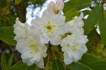 Rhododendron griffithianum | 100_Seeds