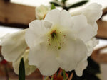 Rhododendron griffithianum | 100_Seeds