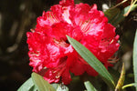 Rhododendron arboreum | Burans | Gurans | 1000_Seeds