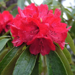 Rhododendron griffithianum | 100_Seeds